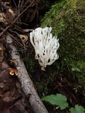 Ramariopsis kunzei image