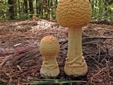 Amanita amerimuscaria image