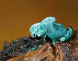 Chlorociboria aeruginascens image