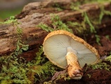 Leucopholiota decorosa image