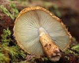Leucopholiota decorosa image
