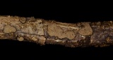 Hypoxylon perforatum image