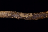 Hypoxylon perforatum image