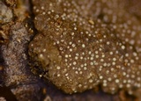 Hypoxylon perforatum image
