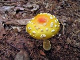 Amanita amerimuscaria image