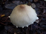 Lepiota clypeolaria image