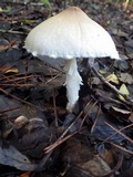 Lepiota clypeolaria image