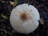 Lepiota clypeolaria image
