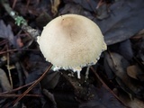 Lepiota clypeolaria image