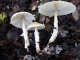 Lepiota clypeolaria image