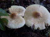 Lepiota clypeolaria image