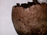 Lycoperdon utriforme image