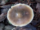 Rhodocollybia butyracea image