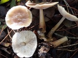 Rhodocollybia butyracea image