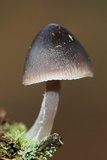 Mycena leptocephala image