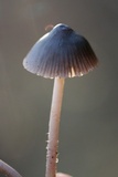 Mycena leptocephala image