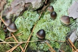 Mycena leptocephala image