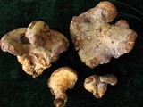 Albatrellus flettii image