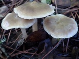 Rhodocollybia butyracea image