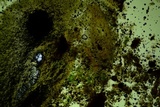 Lopharia cinerascens image