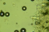 Lopharia cinerascens image