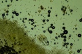Lopharia cinerascens image