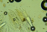 Lopharia cinerascens image