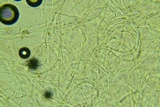 Lopharia cinerascens image
