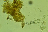 Lopharia cinerascens image
