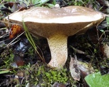 Suillus bellinii image