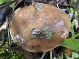 Suillus bellinii image