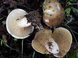 Suillus bellinii image