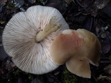 Entoloma rhodopolium image