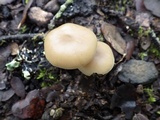 Entoloma rhodopolium image