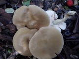 Entoloma rhodopolium image