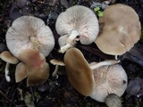 Entoloma rhodopolium image