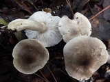 Tricholoma argyraceum image