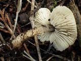 Lepiota grangei image