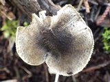 Lepiota grangei image