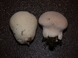 Lycoperdon pratense image