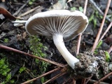 Entoloma undatum image
