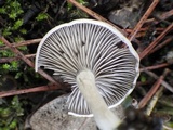 Entoloma undatum image