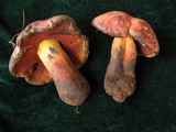 Boletus queletii image