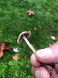 Panaeolus subbalteatus image