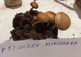 Psilocybe merdaria image