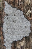 Biscogniauxia atropunctata image
