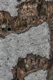 Biscogniauxia atropunctata image