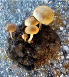 Psilocybe merdaria image