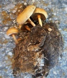 Psilocybe merdaria image