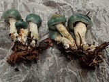 Stropharia caerulea image